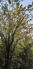 trees in the woods