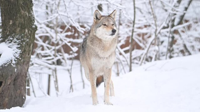 Wolf, Canis lupus, gray wolf in winter forest close slow motion portrait. High quality 4k footage super slow motion 120fps raw footage