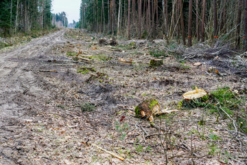 Construction of a new road and new powerline through the forest by cutting down trees, logging