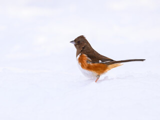 Eastern Towhee on snow in winter