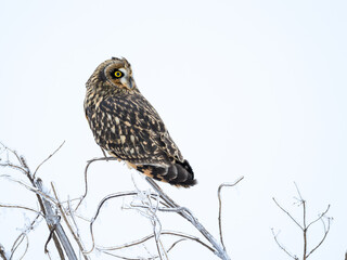 Short-eared Owl on frozen plant closeup portrait