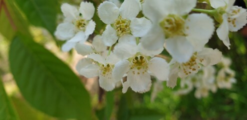 white and yellow flowers