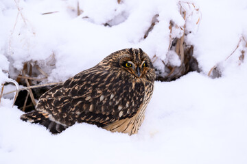 Short-eared Owl on snow field closeup portrait