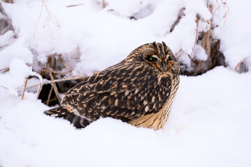 Short-eared Owl on snow field closeup portrait