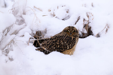 Short-eared Owl on snow field closeup portrait