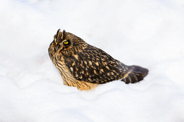 Short-eared Owl on snow field closeup portrait