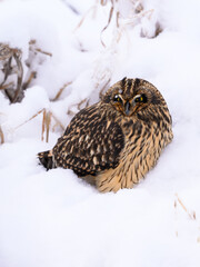 Short-eared Owl on snow field closeup portrait