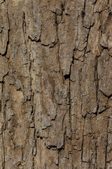 bark of a tree close up