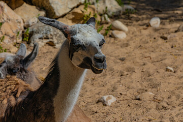 Fototapeta premium portrait of a wild llama