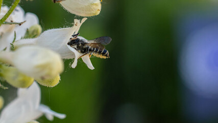 Leaf Cutter Bee