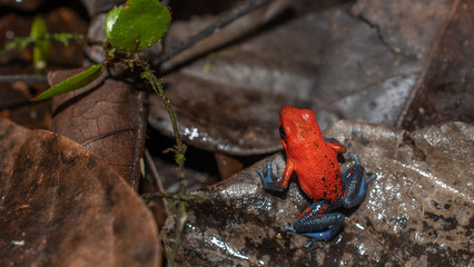 Strawberry Dart Frog