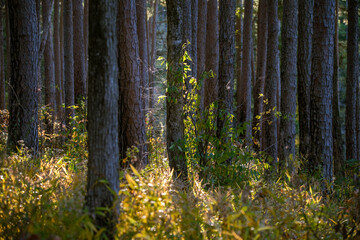 Pine Forest