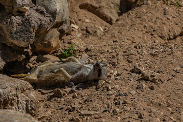 Close-up portrait of meerkats