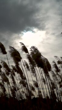 Slow motion, plume reeds moving outdoors. Backlit.