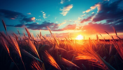 Golden sunrise over serene countryside with vibrant wheat fields and fluffy white clouds