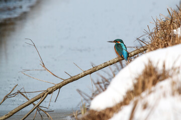 In the winter tableau, a kingfisher gracefully perches on a riverbank rock, its vibrant plumage contrasting with the tranquil waters below - The surrounding landscape is magically covered in snow