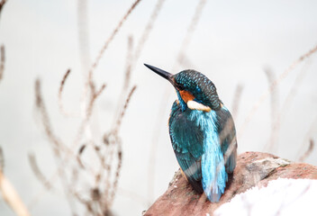 In the winter tableau, a kingfisher gracefully perches on a riverbank rock, its vibrant plumage contrasting with the tranquil waters below - The surrounding landscape is magically covered in snow