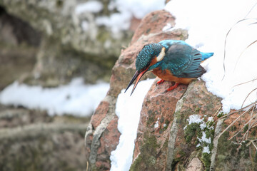 In the winter tableau, a kingfisher gracefully perches on a riverbank rock, its vibrant plumage contrasting with the tranquil waters below - The surrounding landscape is magically covered in snow