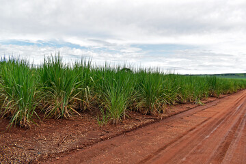 Sugar cane plantation in Ribeirao Preto, Sao paulo, Brazil - obrazy, fototapety, plakaty