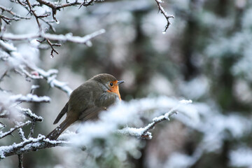 A robin braving winter's chill on a hawthorn perch, relishing the berries amidst the cold beauty of...