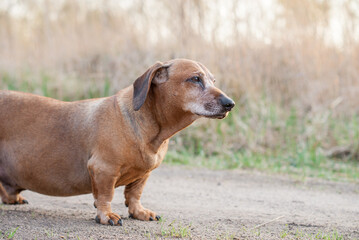 brown old dachshund walking in the nature