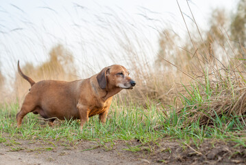 brown old dachshund walking in the nature