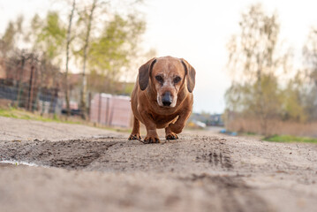brown old dachshund walking in the nature