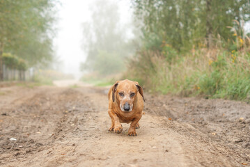 Brown dachshund walking in the nature autumn foliage