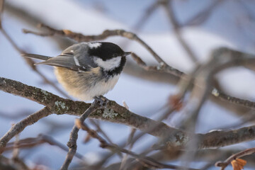 The coal tit or cole tit, (Periparus ater)