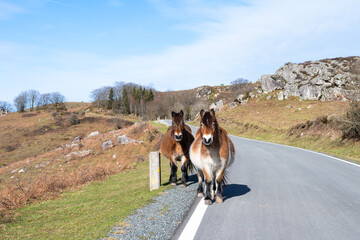 Two friends pottoks on a road side up the mountains of the Basque Country. Spain. - 710901520