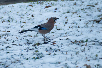 Eurasian Jay (Garrulus glandarius) sitting on snow covered ground in Zurich, Switzerland