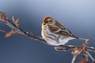 Common redpoll (Acanthis flammea)