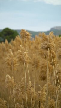Slow motion, plume reeds moving outdoors.