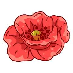 Illustration of poppy flower. Beautiful decorative plant.