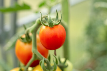 beautiful red tomato on a green branch. healthy eco, bio vegetables, healthy eating