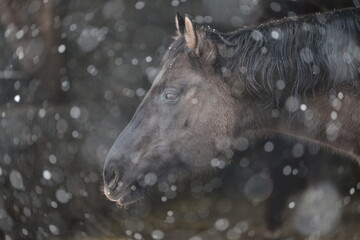 Im Schneesturm, schönes schwarzes Pferd inmitten von dichten Schneeflocken. Portrait