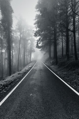 Fototapeta premium Empty asphalt road in foggy forest