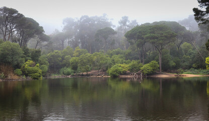 Fototapeta na wymiar lake in the forest in a foggy morning