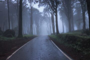 Empty asphalt road in foggy forest - 710905528