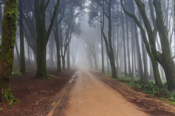 Path in a Foggy forest. woods in a misty day. Cold foggy morning