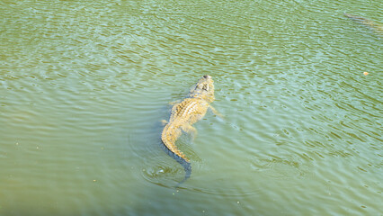  crocodile swimming in a river, top-down view, in Asia