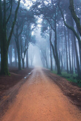 Path in a Foggy forest. woods in a misty day. Cold foggy morning