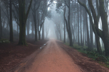 Path in a Foggy forest. woods in a misty day. Cold foggy morning