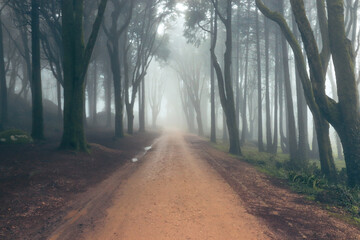 Obraz premium Path in a Foggy forest. woods in a misty day. Cold foggy morning