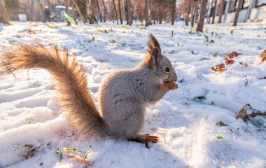 The squirrel in winter sits on white snow.