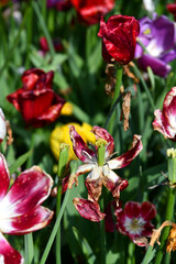Abgeblühte Tulpen am Frühlingsende