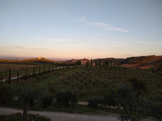 vineyard in the sunset