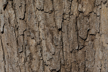 bark of a tree close up