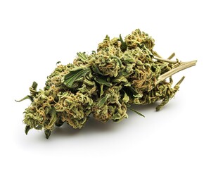 Close up of Jack Herrer medical marijuana buds