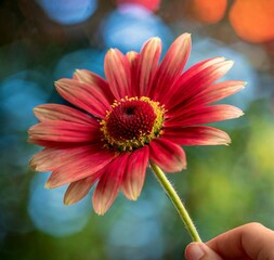 Obraz premium red gerbera flower